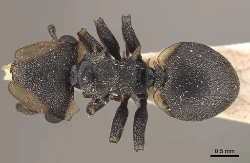 Cephalotes spinosus - CASENT0919604