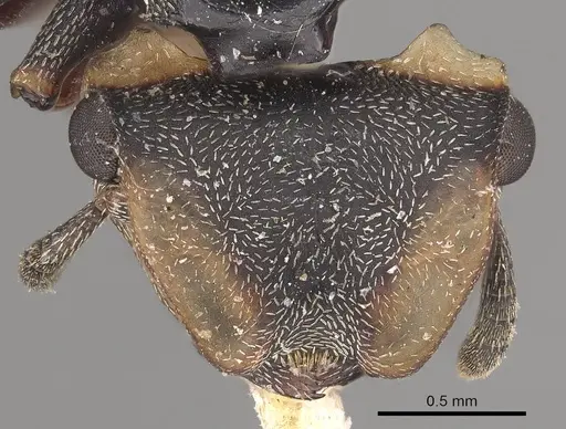 Cephalotes spinosus - CASENT0919604