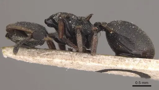 Cephalotes spinosus - CASENT0919604