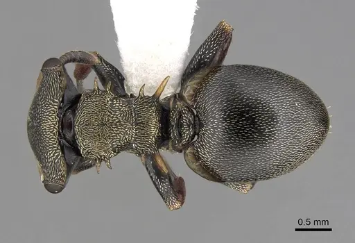 Cephalotes spinosus - CASENT0922615