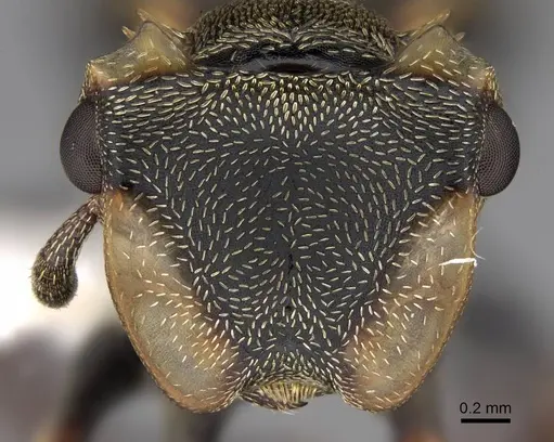 Cephalotes spinosus - CASENT0922615