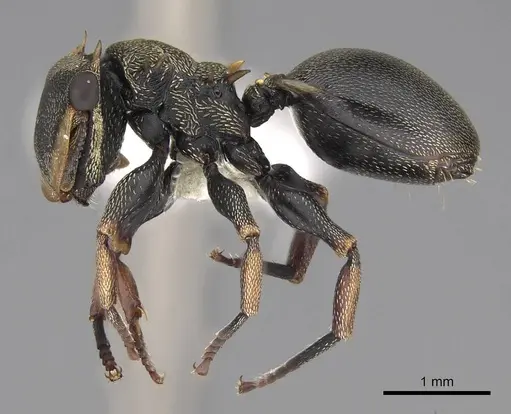 Cephalotes spinosus - CASENT0922615