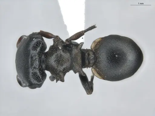 Cephalotes spinosus - ECOFOG-BUG-0152-04