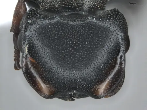 Cephalotes spinosus - ECOFOG-BUG-0152-04