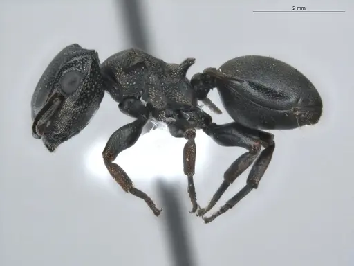 Cephalotes spinosus - ECOFOG-BUG-0152-04