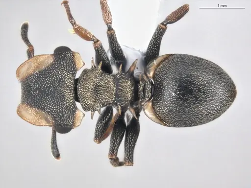 Cephalotes spinosus - ECOFOG-GAL18-0238-06