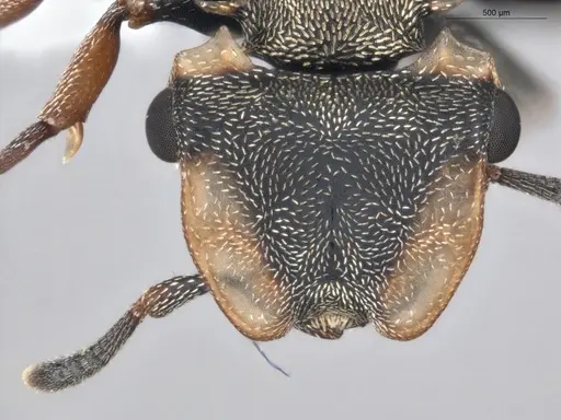 Cephalotes spinosus - ECOFOG-GAL18-0238-06