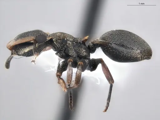 Cephalotes spinosus - ECOFOG-GAL18-0238-06