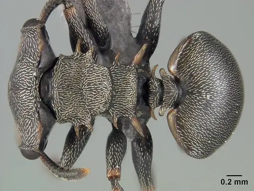 Cephalotes spinosus - USNMENT01124213