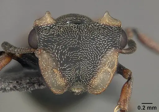 Cephalotes spinosus - USNMENT01124213