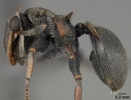 Cephalotes spinosus - USNMENT01124213