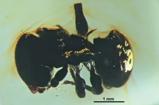 Cephalotes taino specimen