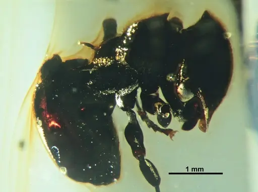 Cephalotes taino specimen