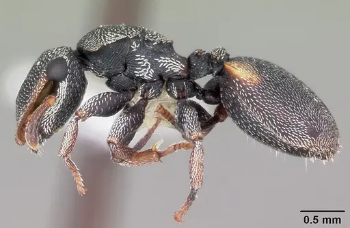 Cephalotes texanus specimen