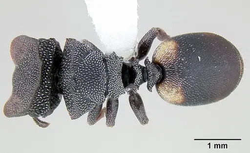 Cephalotes texanus - CASENT0106141
