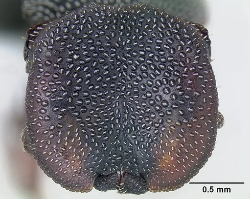Cephalotes texanus - CASENT0106141