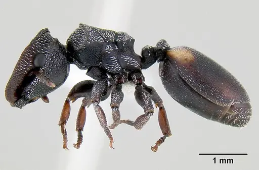 Cephalotes texanus - CASENT0106141