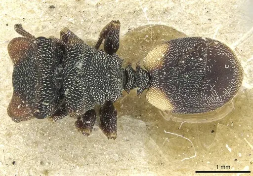 Cephalotes texanus - CASENT0912620