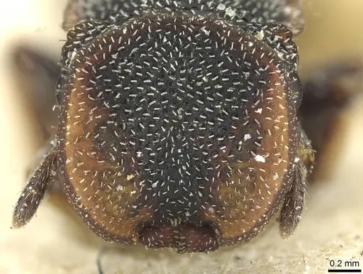 Cephalotes texanus - CASENT0912620