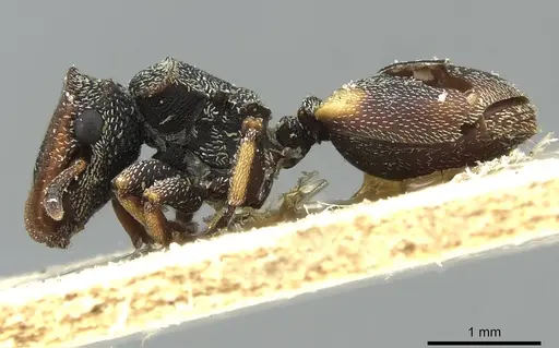 Cephalotes texanus - CASENT0912620