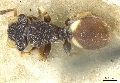 Cephalotes texanus - CASENT0912621