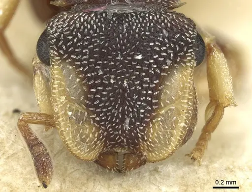 Cephalotes texanus - CASENT0912621