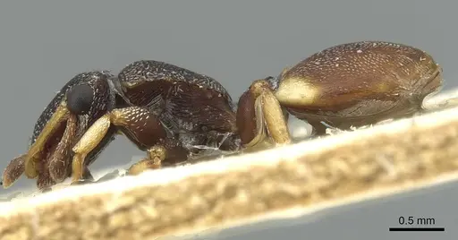 Cephalotes texanus - CASENT0912621