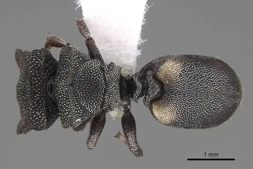 Cephalotes texanus - CASENT0922580