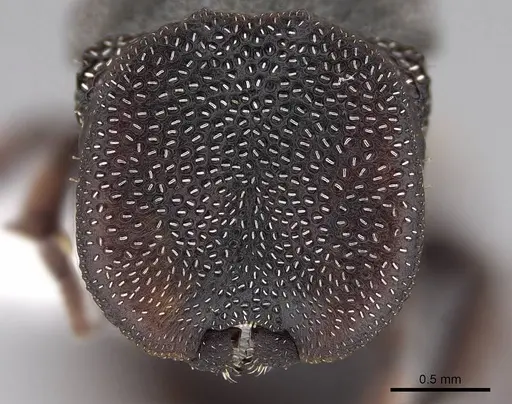 Cephalotes texanus - CASENT0922580