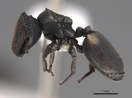 Cephalotes texanus - CASENT0922580