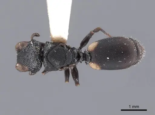 Cephalotes texanus - FMNHINS0000047669