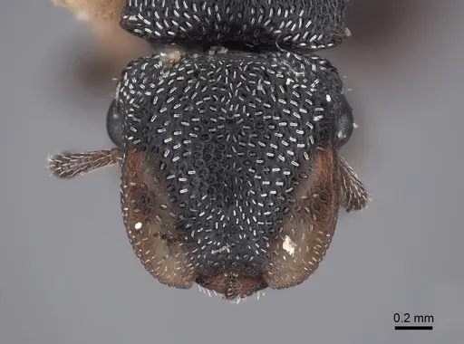 Cephalotes texanus - FMNHINS0000047669