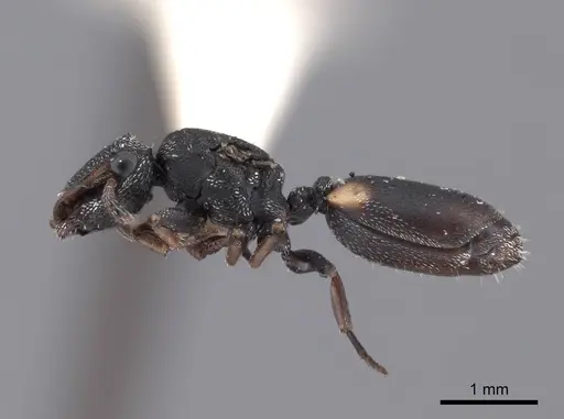 Cephalotes texanus - FMNHINS0000047669