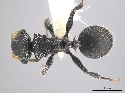 Cephalotes toltecus specimen