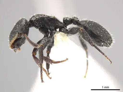 Cephalotes toltecus specimen