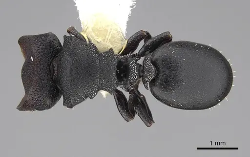 Cephalotes toltecus - CASENT0922584