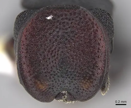 Cephalotes toltecus - CASENT0922584