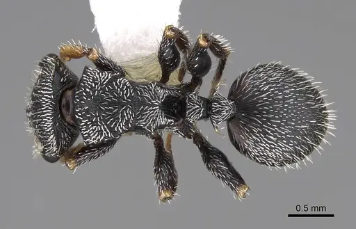 Cephalotes toltecus - CASENT0922585