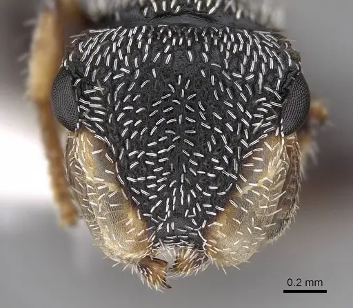 Cephalotes toltecus - CASENT0922585