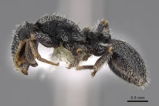 Cephalotes toltecus - CASENT0922585