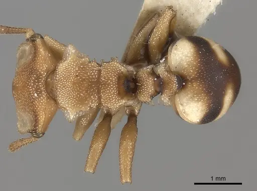 Cephalotes umbraculatus specimen