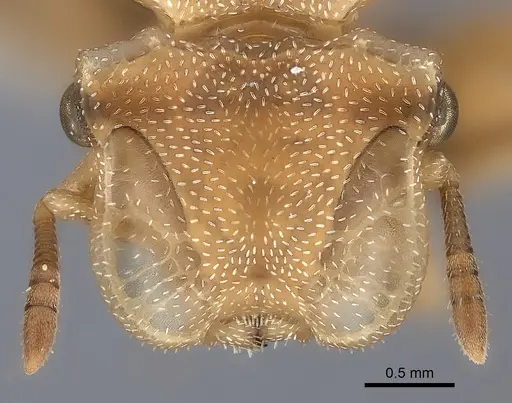 Cephalotes umbraculatus specimen