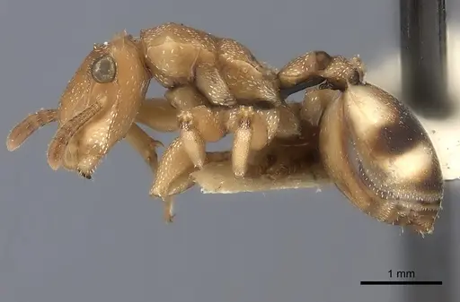 Cephalotes umbraculatus specimen