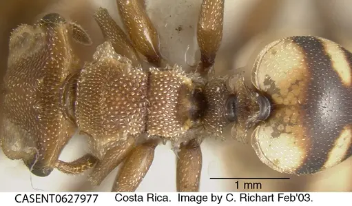 Cephalotes umbraculatus - CASENT0627977