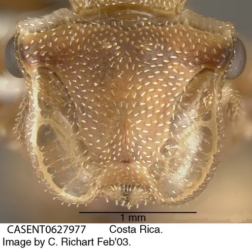 Cephalotes umbraculatus - CASENT0627977