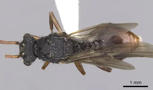 Cephalotes umbraculatus - CASENT0627978