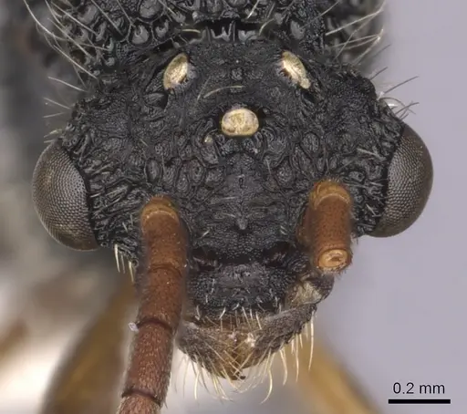 Cephalotes umbraculatus - CASENT0627978