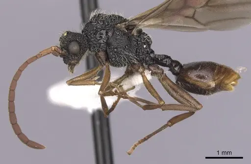 Cephalotes umbraculatus - CASENT0627978