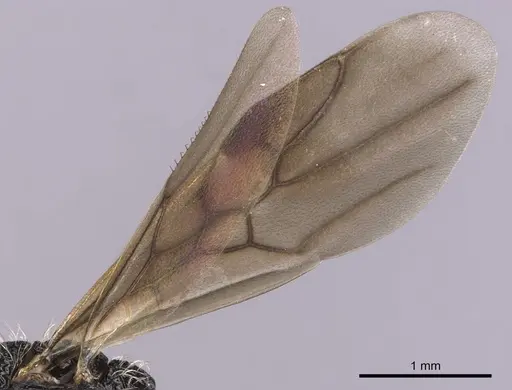 Cephalotes umbraculatus - CASENT0627978