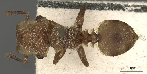 Cephalotes umbraculatus - CASENT0900238